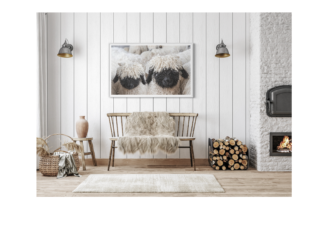 Valais Blacknose Sheep