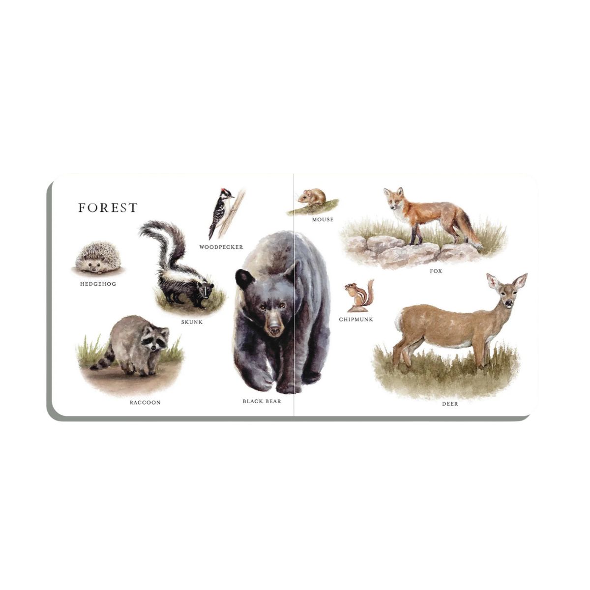 Our Big Book Of Animals
