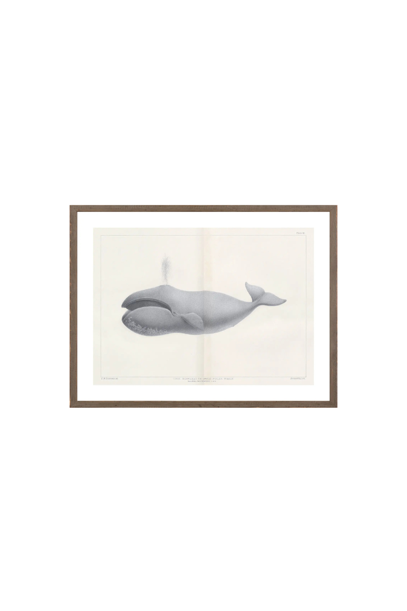 Vintage Whale Series II