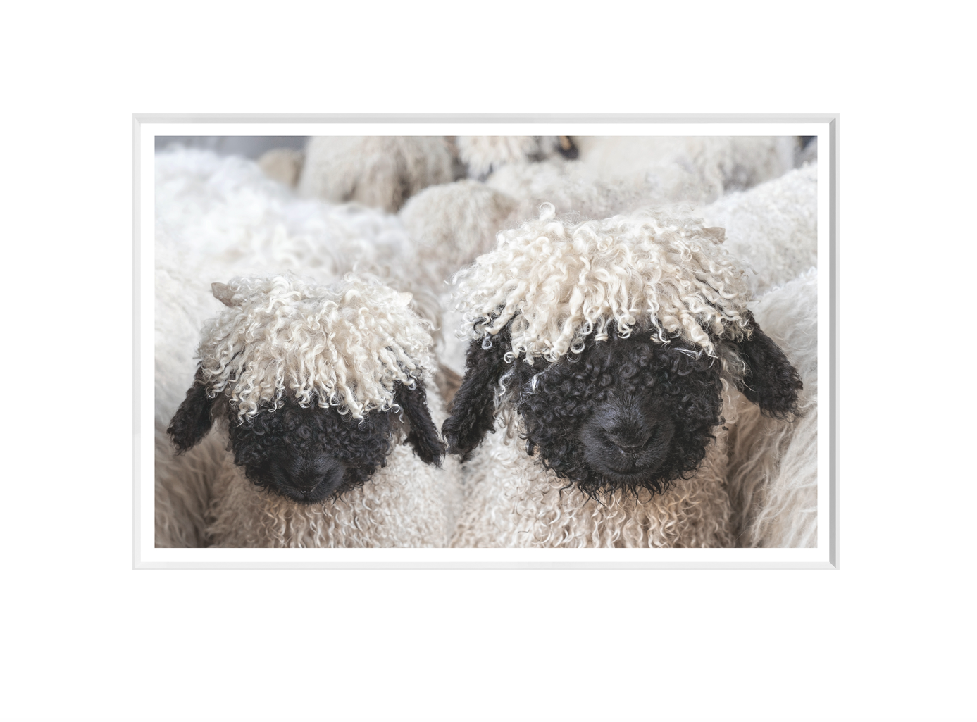 Valais Blacknose Sheep