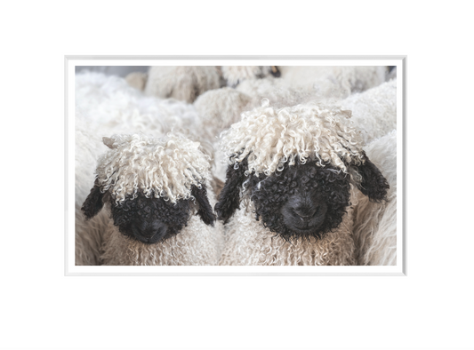 Valais Blacknose Sheep