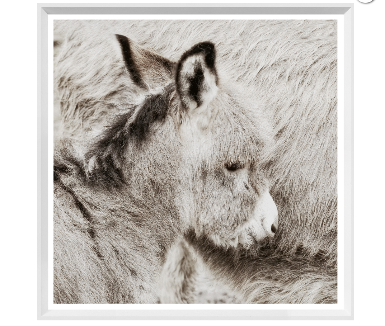 Donkey Foal Artwork