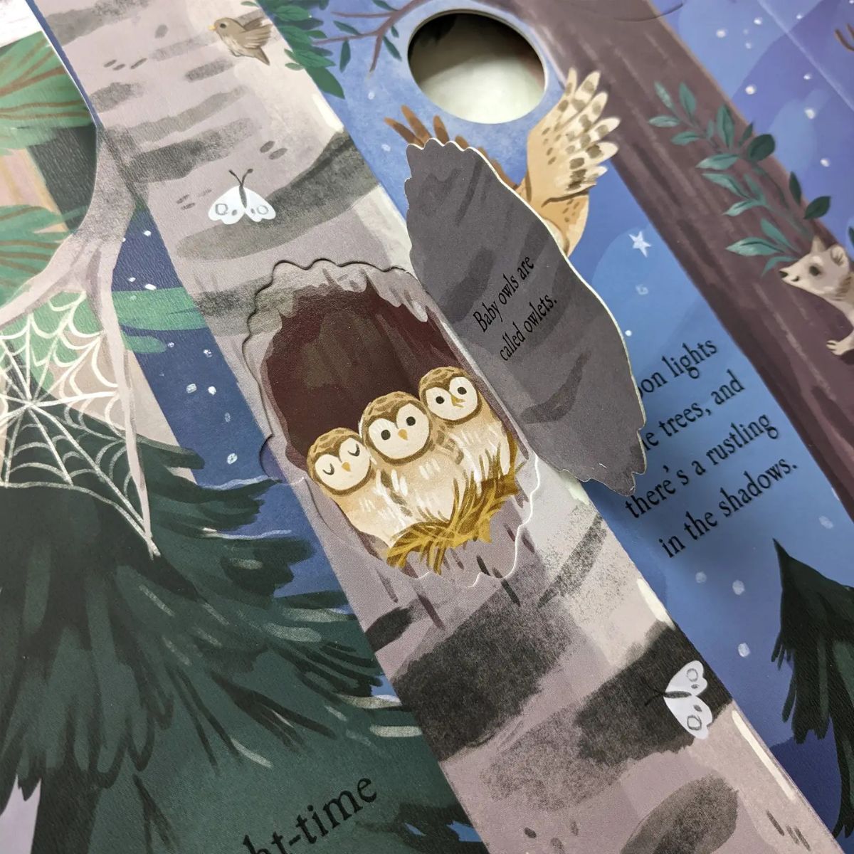 Lets Explore The Woods Book