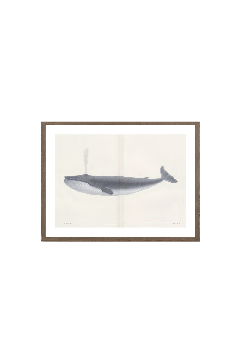 Vintage Whale Series I