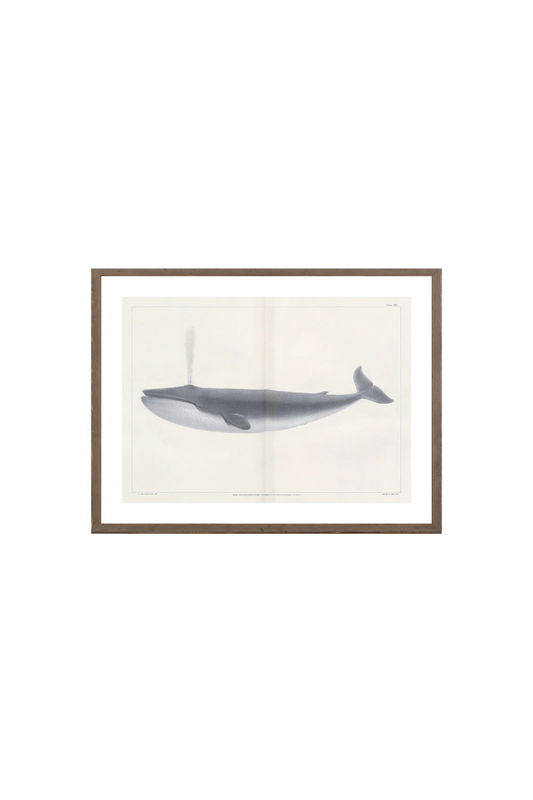 Vintage Whale Series I