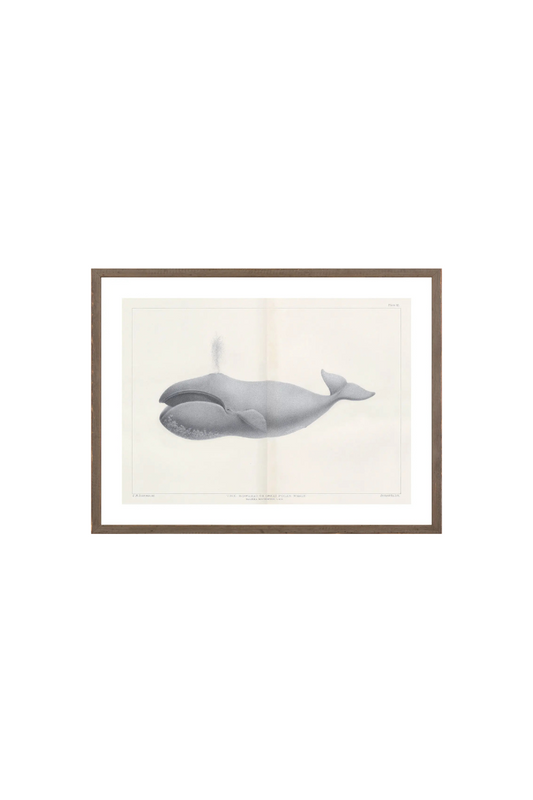 Vintage Whale Series II