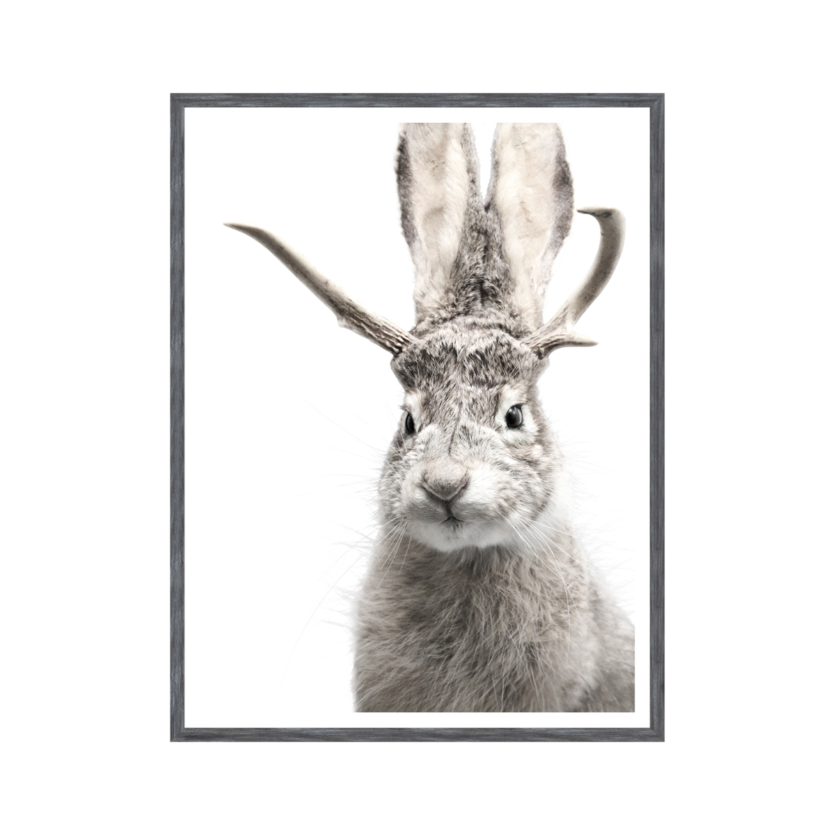 Jackalope Artwork